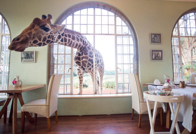 giraffe manor 